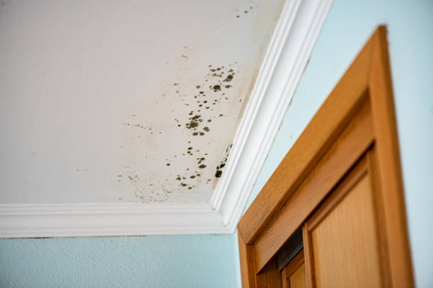 Best Post-Flood Mold Remediation in Huron, OH