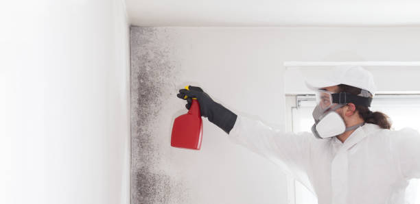 Best Attic Mold Remediation in Huron, OH