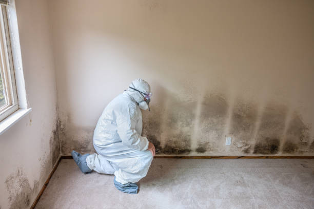 Best White Mold Remediation in Huron, OH