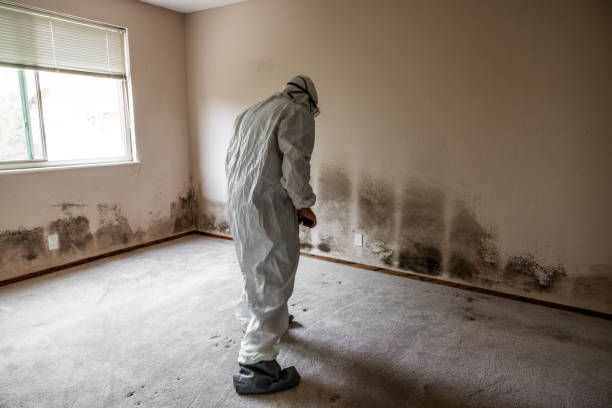 Professional Mold Remediation in Huron, OH